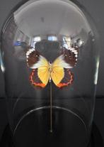 Vlinder Taxidermie volledige montage - Delias timorensis, Nieuw