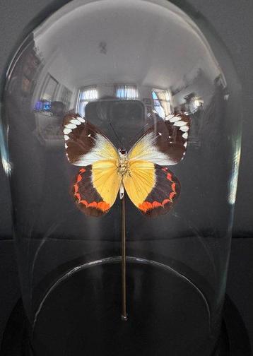 Vlinder Taxidermie volledige montage - Delias timorensis