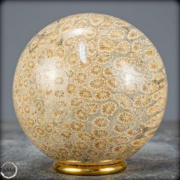 Corail fossile naturel extrêmement rare Sphère, Australie-