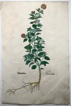 Leonhard Fuchs - Large folio with large woodcut, Mint,