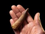 Dinosaurus - Fossiele tanden - Spinosaurus - 8.5 cm - 2 cm, Verzamelen