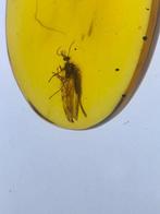 Birmese barnsteen - Barnsteen (Zonder minimumprijs)