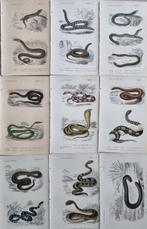 Charles Dessalines (1802-1857) DOrbigny - Lot. of 9 plates