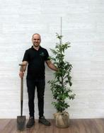 Groene Beuk | Fagus Sylvatica Beukenhaag haagplanten kopen, Tuin en Terras, Haag, Beukenhaag