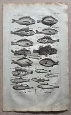 Matthaus II Merian (1621-1687) - 2 Gravures met