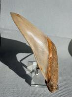 Megalodon - Fossiele tand - Carcharocles megalodon - 12 cm, Verzamelen, Mineralen en Fossielen