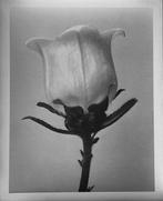 Marc Ferraro - Campanula