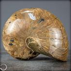 Nautile naturel fossile - Largeur : 12.5 cm- 3122.14 g, Verzamelen, Nieuw