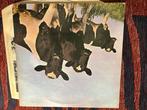 Pink Floyd - Atom Heart Mother - Vinyl record - LP - 1970