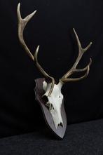 Large Red Stag Trophy Schedel - Cervus elaphus - 33 cm - 75, Nieuw
