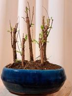 metasequoia bos in bonsaischaal - Hoogte (boom): 23 cm -
