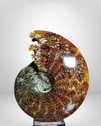 XXL - Ammonite iridescent premium - Gefossiliseerd dier -, Collections, Minéraux & Fossiles