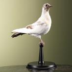 Duif Taxidermie Opgezette Dieren By Max, Verzamelen, Ophalen of Verzenden, Nieuw, Vogel, Opgezet dier
