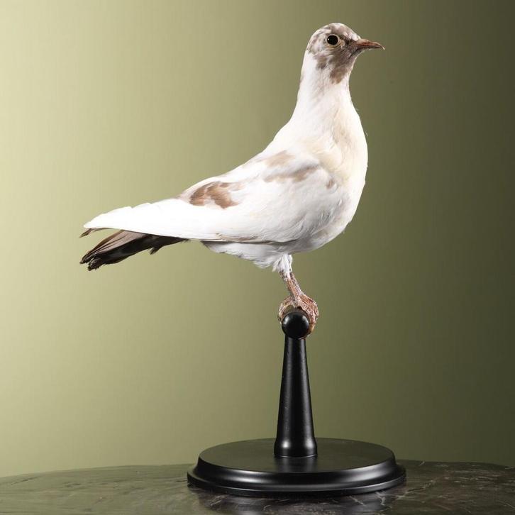 Duif Taxidermie Opgezette Dieren By Max, Verzamelen, Dierenverzamelingen, Opgezet dier, Nieuw, Vogel, Ophalen of Verzenden