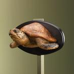 Schildpad Antiek Taxidermie Opgezette Dieren By Max, Ophalen of Verzenden, Nieuw, Reptiel of Amfibie, Opgezet dier