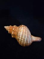 Escargot de mer Coquillage marin - M-901 PLEUROPLOCA, Nieuw