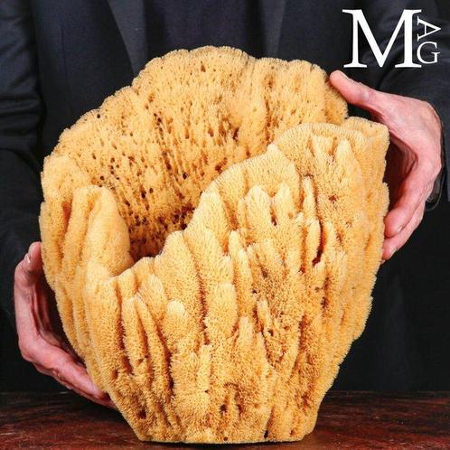 Natuurlijke sponzen uit de Middellandse Zee Taxidermie, Verzamelen, Dierenverzamelingen