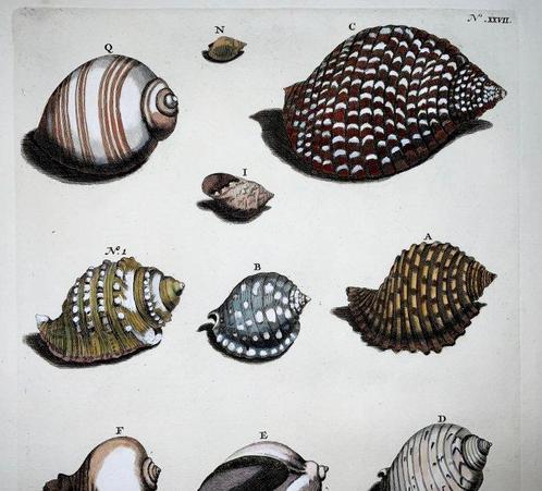 Maria Sibylla Merian; Georg Eberhard Rumphius - Exotic Sea, Antiek en Kunst, Antiek | Boeken en Manuscripten