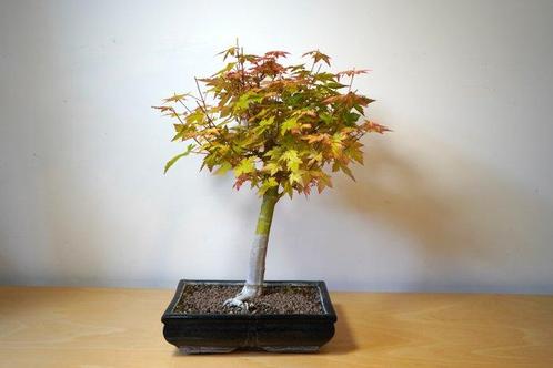 Japanese maple bonsai (Acer palmatum) - Hoogte (boom): 44 cm, Antiek en Kunst, Curiosa en Brocante