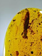 Barnsteen - Mantis in amber - 35 mm - 22 mm