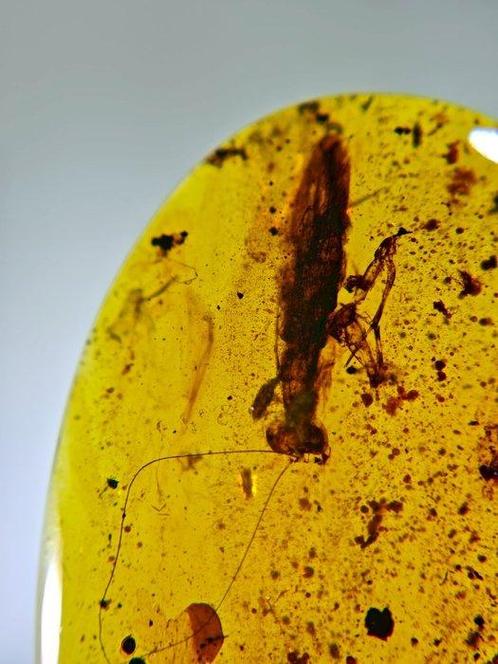 Barnsteen - Mantis in amber - 35 mm - 22 mm, Verzamelen, Mineralen en Fossielen
