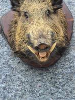 Sanglier Support mural pour taxidermie - Sus scrofa - très, Nieuw