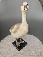 Jonge gans Taxidermie volledige montage - Anser anser
