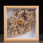 Rare étoile-panier et étoile de mer en vitrine - Hauteur :