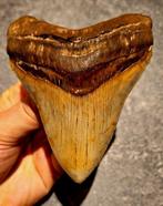 Megalodon - Fossiele tand - Otodus (Carcharocles) megalodon, Verzamelen, Mineralen en Fossielen