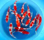 Hirasawa Marusei 28-35cm (Japanse Koi), Tuin en Terras, Vijvers, Ophalen of Verzenden, Nieuw