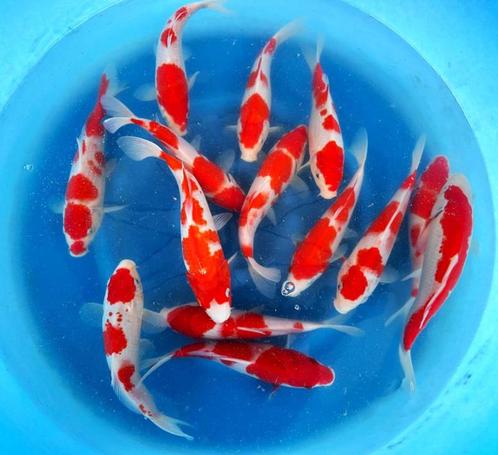 Hirasawa Marusei 28-35cm (Japanse Koi), Tuin en Terras, Vijvers, Nieuw, Ophalen of Verzenden