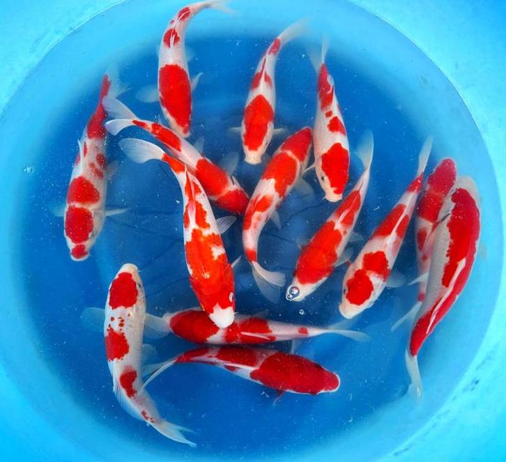 Hirasawa Marusei 28-35cm (Japanse Koi), Jardin & Terrasse, Étangs, Enlèvement ou Envoi