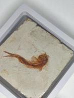 Vis - Fossiel skelet - Lycoptera - 9 cm - 8.5 cm (Zonder
