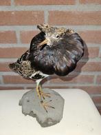 Kemphaan Taxidermie volledige montage - Calidris pugnax - 25, Nieuw