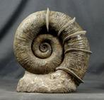 Fijne ammoniet met de indrukwekkende vleugels die rond de