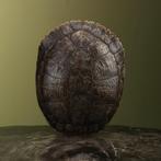 Schildpad Schild Taxidermie Opgezette Dieren By Max, Verzamelen, Ophalen of Verzenden, Nieuw, Reptiel of Amfibie, Opgezet dier