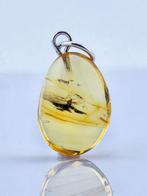 Barnsteen - Ancient Life in Amber – PARASITIC WASP – Baltic