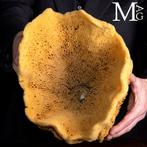 Natuurlijke sponzen uit de Middellandse Zee Taxidermie