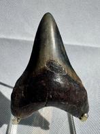 Megalodon - Fossiele tand - Carcharocles megalodon - 9.1 cm, Verzamelen