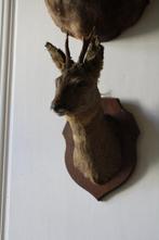 Trophée de chasse, Nieuw