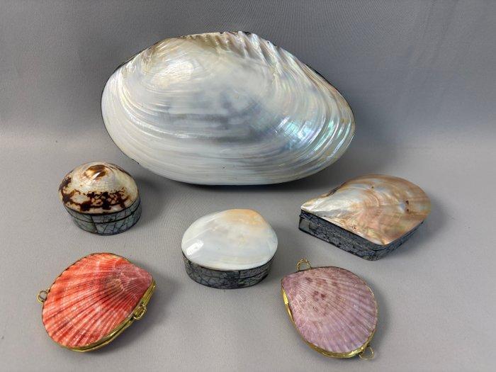 geen merk - sieradendoosjes van schelpen - Sieradendoosje, Antiek en Kunst, Curiosa en Brocante