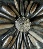 Hogere kwaliteit fossiele zeekat!!! - Schelp met radiolen -, Verzamelen, Mineralen en Fossielen