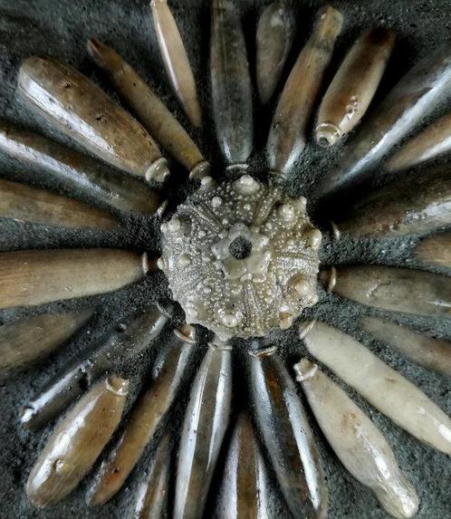 Hogere kwaliteit fossiele zeekat!!! - Schelp met radiolen -, Verzamelen, Mineralen en Fossielen