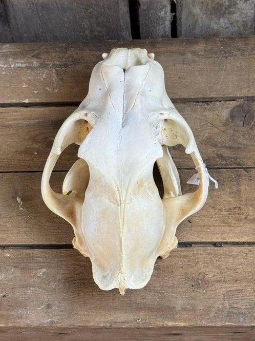Lion Crâne - Panthera leo - 13.5 cm - 18 cm - 28 cm- CITES, Verzamelen, Dierenverzamelingen