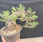 Den bonsai (Pinus) - Hoogte (boom): 20 cm - Diepte (boom):, Antiek en Kunst