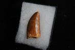 Dinosaure - Dent fossile - Carcharodontosaurus saharicus -