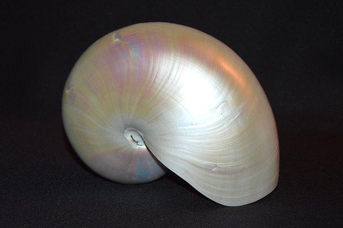 Nautiloidea Zeeschelp - S-106 NAUTILUS POMPILIUS (Zonder, Verzamelen, Dierenverzamelingen