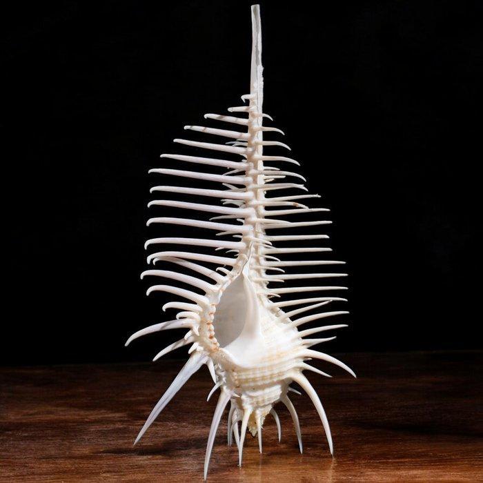 Prachtige verzamelingsschelp. Murex Pecten, ook bekend als, Verzamelen, Mineralen en Fossielen