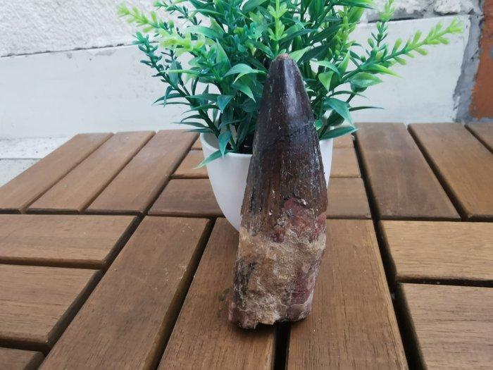 Spinosaurus - Fossiele tand - 10.8 cm (Zonder minimumprijs), Verzamelen, Mineralen en Fossielen