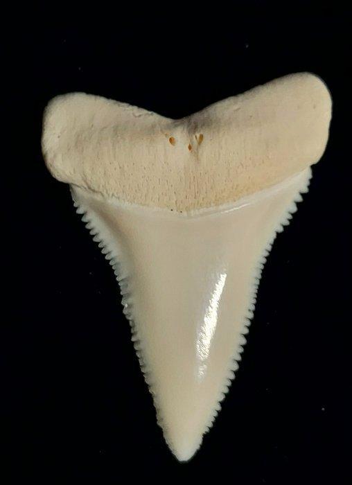 Witte haai Taxidermie volledige montage - Carcharodon, Verzamelen, Dierenverzamelingen